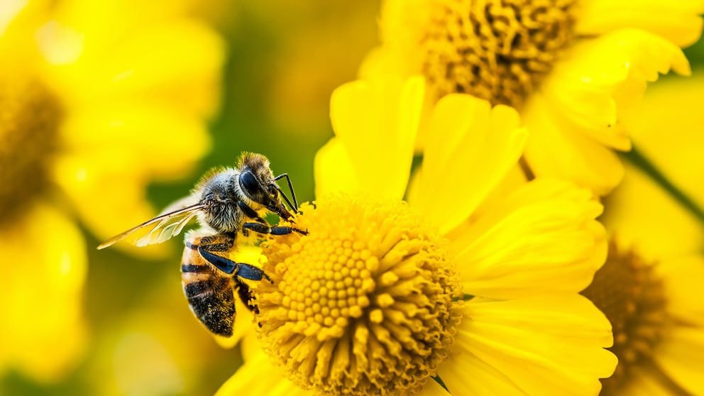 Biene auf Blume