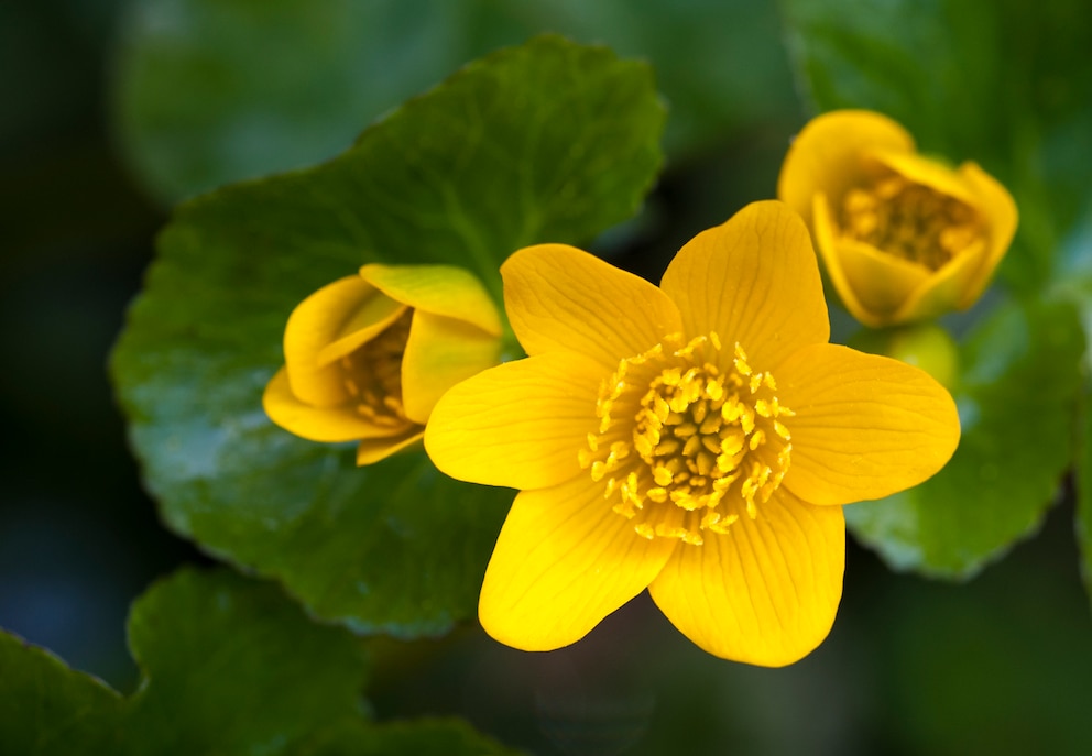 Die Sumpfdotterblume ist in einem Mini-Teich ein echter Blickfang.