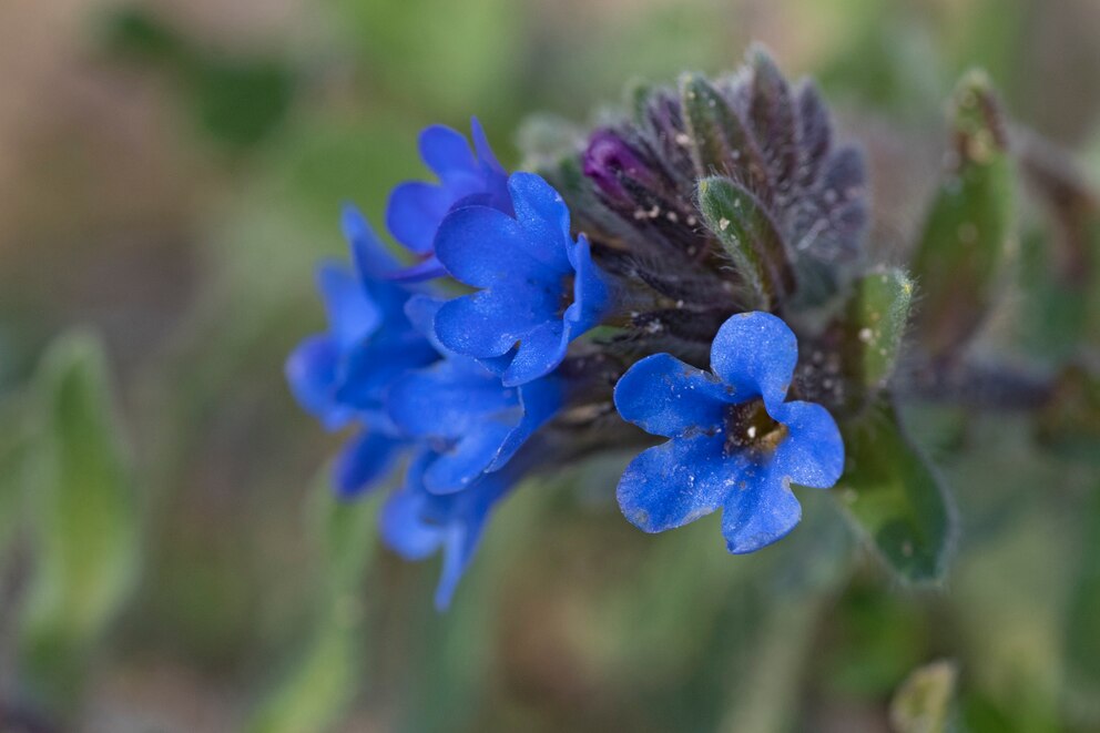 Stauden essen: Blaue Blüten der Ochsenzunge