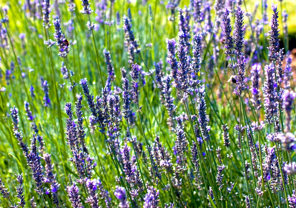 Lavendel