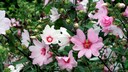 Buschmalve: Viele weiße und rosa Blüten der Buschmalve