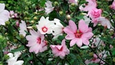 Buschmalve: Viele weiße und rosa Blüten der Buschmalve