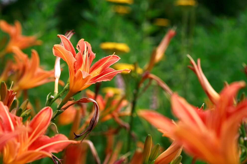 Stauden essen: Viele rote Blüten der Taglilie