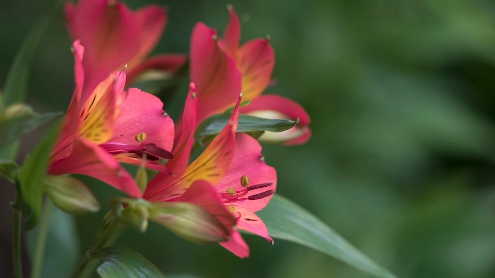 Freesien: Rote Blüten von Freesien