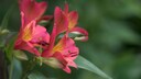 Freesien: Rote Blüten von Freesien