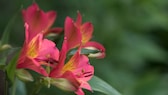 Freesien: Rote Blüten von Freesien