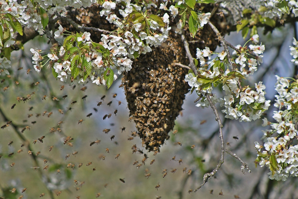 Bienenschwarm