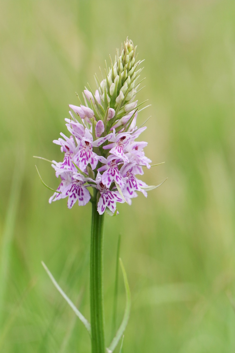 Neben dem Frauenschuh ist auch das Knabenkraut sehr beliebt als Gartenorchidee.