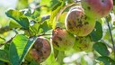 Apfelschorf: &Auml;pfel am Strauch mit braunen Flecken