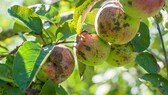 Apfelschorf: Äpfel am Strauch mit braunen Flecken