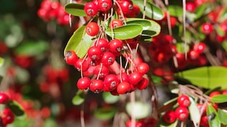 Die Büffelbeere ist bei uns noch nicht sehr bekannt, das könnte sich jedoch ändern. Sie ist so gesund, dass sie sogar ein Superfood sein könnte.