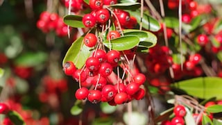 Die Büffelbeere ist bei uns noch nicht sehr bekannt, das könnte sich jedoch ändern. Sie ist so gesund, dass sie sogar ein Superfood sein könnte.