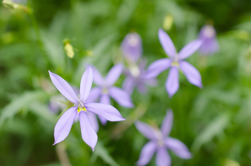 Isotoma Blauer Bubikopf