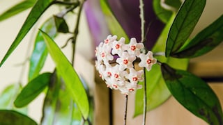 Die Wachsblume wird auch Porzellanblume genannt und ist eine rankende Zimmerpflanze.