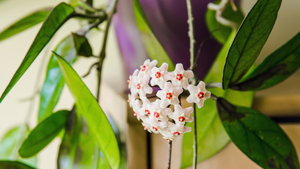 Die Wachsblume wird auch Porzellanblume genannt und ist eine rankende Zimmerpflanze.