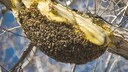 Bienennest