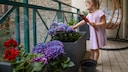 Wer einen schattigen Balkon hat, muss nicht automatisch auf schöne Blumen verzichten.