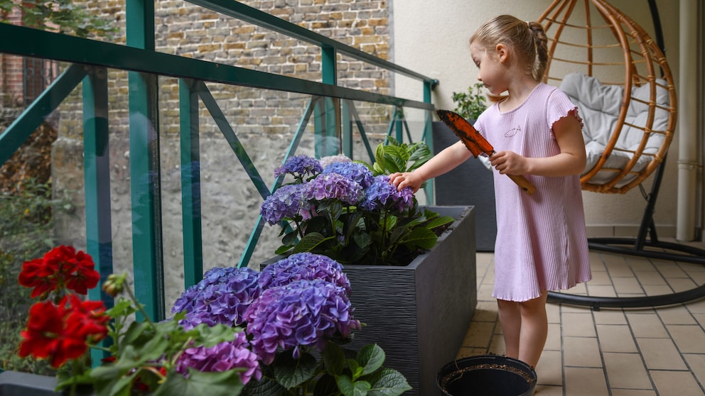 Wer einen schattigen Balkon hat, muss nicht automatisch auf schöne Blumen verzichten.