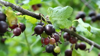 Die Jostabeere ist eine Kreuzung aus schwarzer Johannisbeere und Stachelbeere. Sie ist vielseitig einsetzbar.
