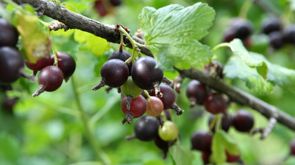 Die Jostabeere ist eine Kreuzung aus schwarzer Johannisbeere und Stachelbeere. Sie ist vielseitig einsetzbar.