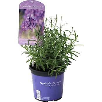 Lavendel 12 Stk.