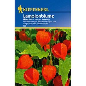 Kiepenkerl Lampionblume