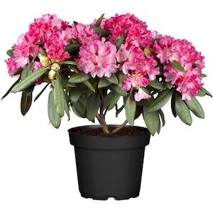 OBI Yaku-Rhododendron