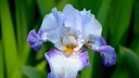Schwertlilie, Großaufnahme einer hellblau-lilafarbenen Schwertlilienblüte