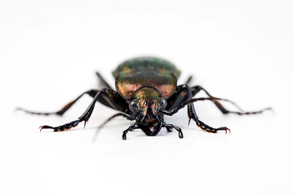 Käfer Schnecken: Nahaufnahme eines Feingestreiften Laufkäfers