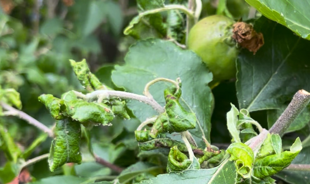 Ein Anzeichen, dass sich Blattläuse am Apfelbaum niedergelassen haben, sind gekräuselte Blätter