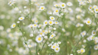 Berufkraut: Viele weiße Blüten von Berufkraut