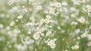 Berufkraut: Viele weiße Blüten von Berufkraut
