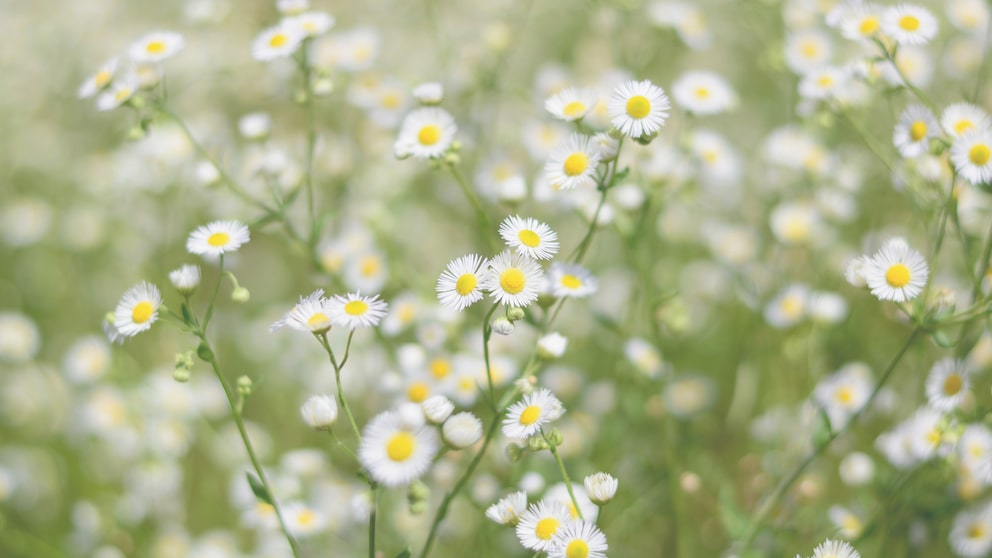 Berufkraut: Viele weiße Blüten von Berufkraut