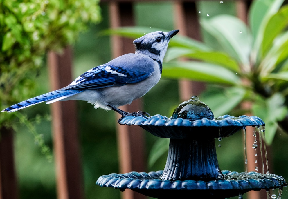 Vogel Springbrunnen Garten