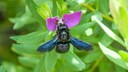 Blauschwarze Holzbiene ist Gartentier des Jahres 2022