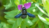 Blauschwarze Holzbiene ist Gartentier des Jahres 2022