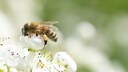 Bienen ern&auml;hren sich von Bl&uuml;tennektar, brauchen aber auch Wasser
