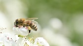 Bienen ernähren sich von Blütennektar, brauchen aber auch Wasser