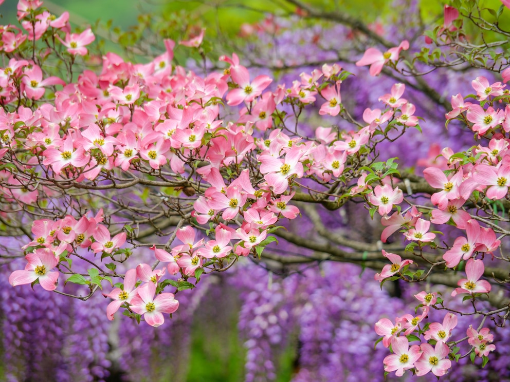 Blumen-Hartriegel