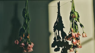 Mit getrockneten Rosen kann man Erinnerungen einfach und haltbar machen. Rosen lassen sich auf verschiedene Arten trocknen