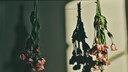 Mit getrockneten Rosen kann man Erinnerungen einfach und haltbar machen. Rosen lassen sich auf verschiedene Arten trocknen