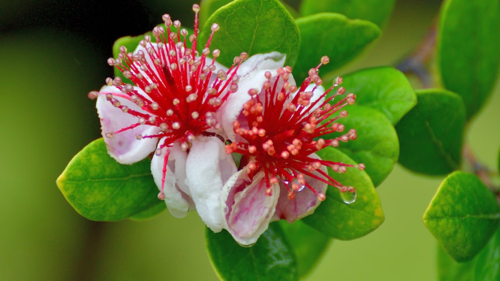 Guave: Großaufnahme von Blüten einer Guave
