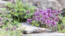 Bodendecker: Polster-Thymian mit lilafarbenen Blüten