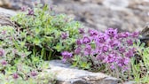 Bodendecker: Polster-Thymian mit lilafarbenen Blüten