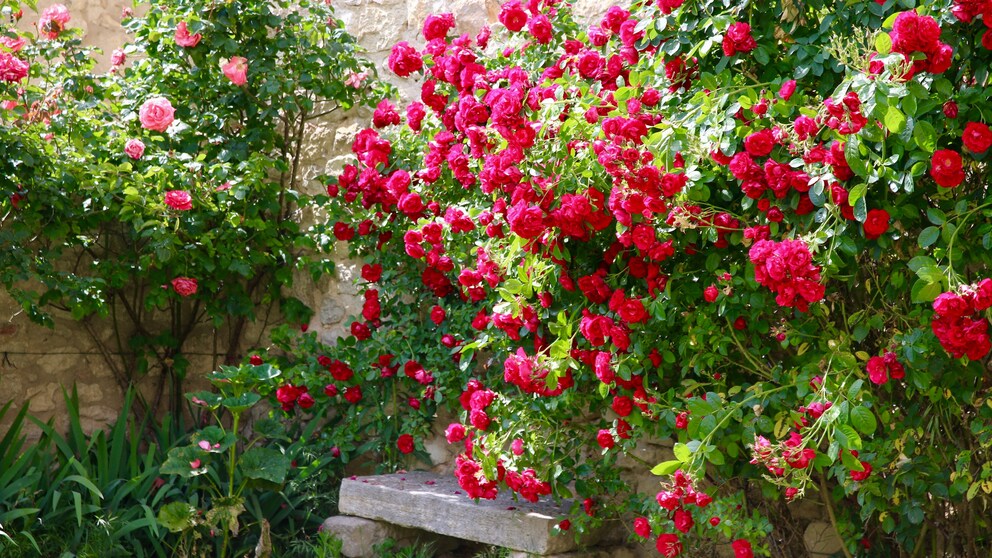 Für eine rosige Blumenpracht benötigt es nicht unbedingt viel Sonne