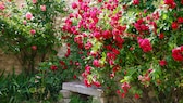 Für eine rosige Blumenpracht benötigt es nicht unbedingt viel Sonne