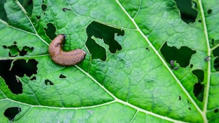 Schnecken im Garten