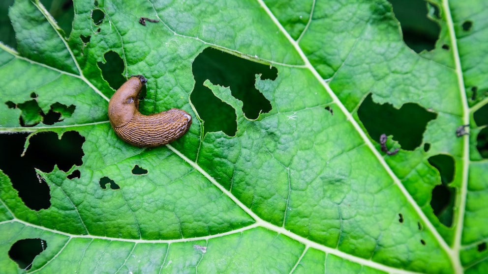 Schnecken im Garten