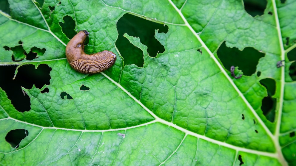 Schnecken im Garten