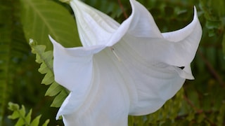 Stechapfel: Weiße Blüte von Stechapfel